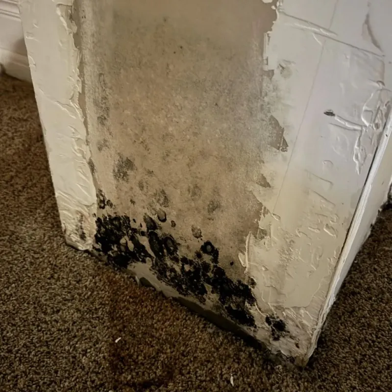 Professional Mold Removal in Oxford, GA